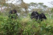 Chimps Kenya